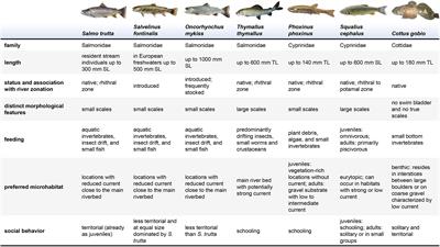 The Effect of Activity, Energy Use, and Species Identity on Environmental DNA Shedding of Freshwater Fish